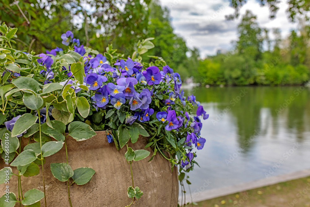 outdoor white ceramic vase as decoration with violets of different colors in the park.