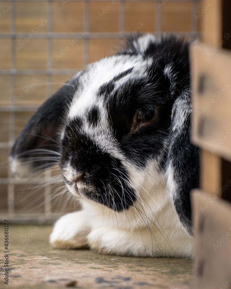 Black and white Rabbit