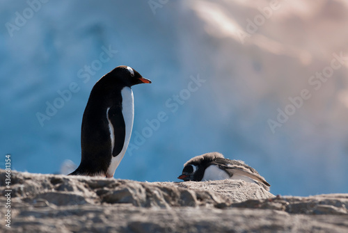 Gentoo Penguin, Pygoscelis papua, Antarctic, Peninsula.