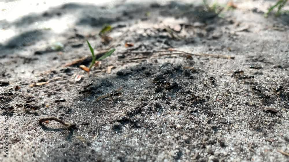 Anthill in the forest, close-up. Many large forest ants. Small insects crawl along the path. Anthill in the forest, close-up. Many large forest ants. Small insects crawl along the path.