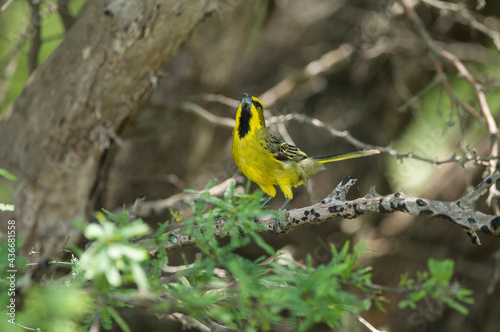 Yellow Cardinal, Gubernatrix cristata, Endangered species in La Pampa, Argentina