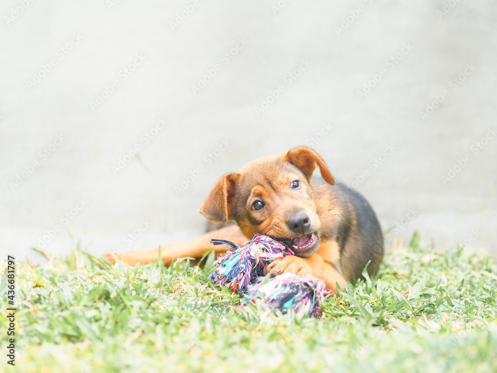 Puppy playing with knot toy.