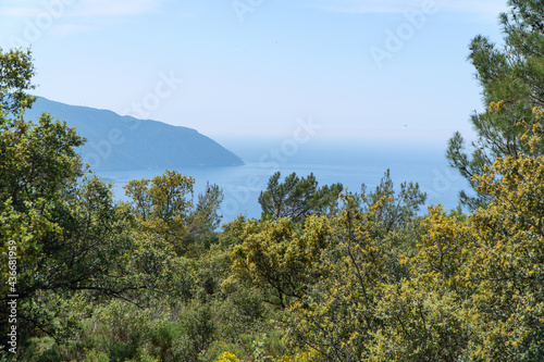 Sea view through the trees. Summer landscape