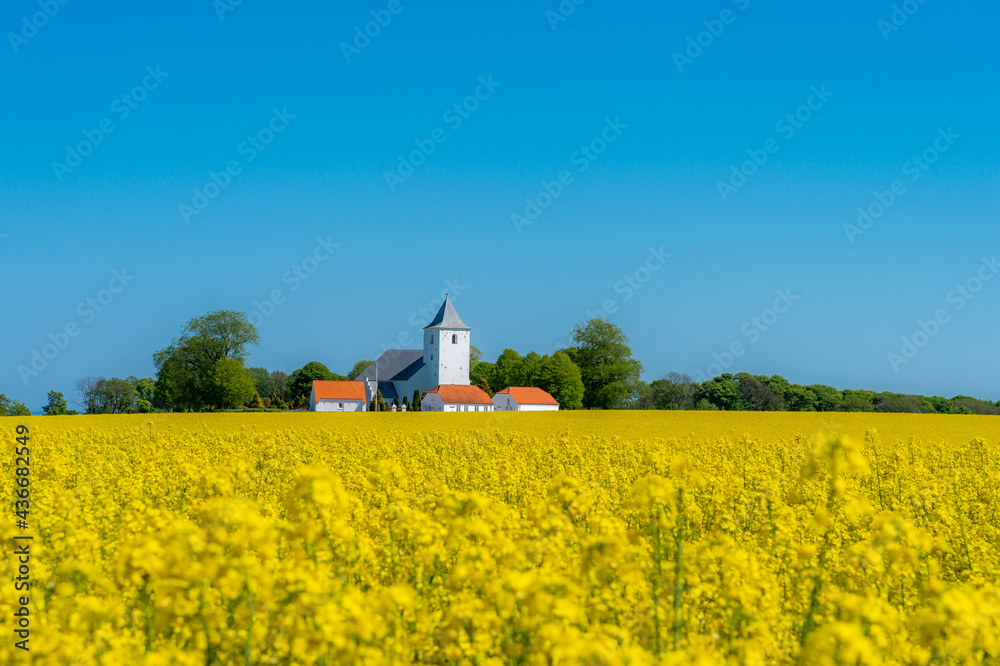 Yellow rapeseed field, in hilly landscape, and church in the baggrund