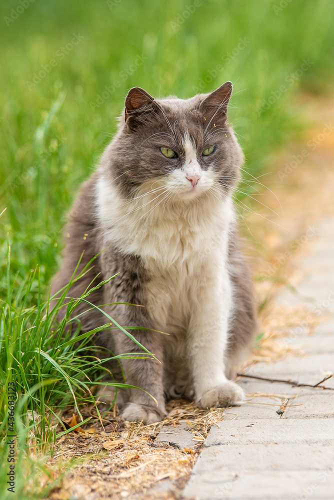 Fototapeta premium Beautiful big fluffy mongrel cat sits in the grass on the path