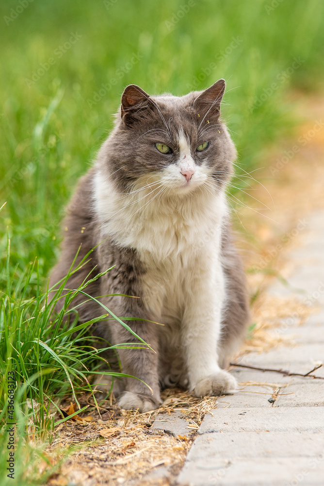 Beautiful big fluffy mongrel cat sits in the grass on the path