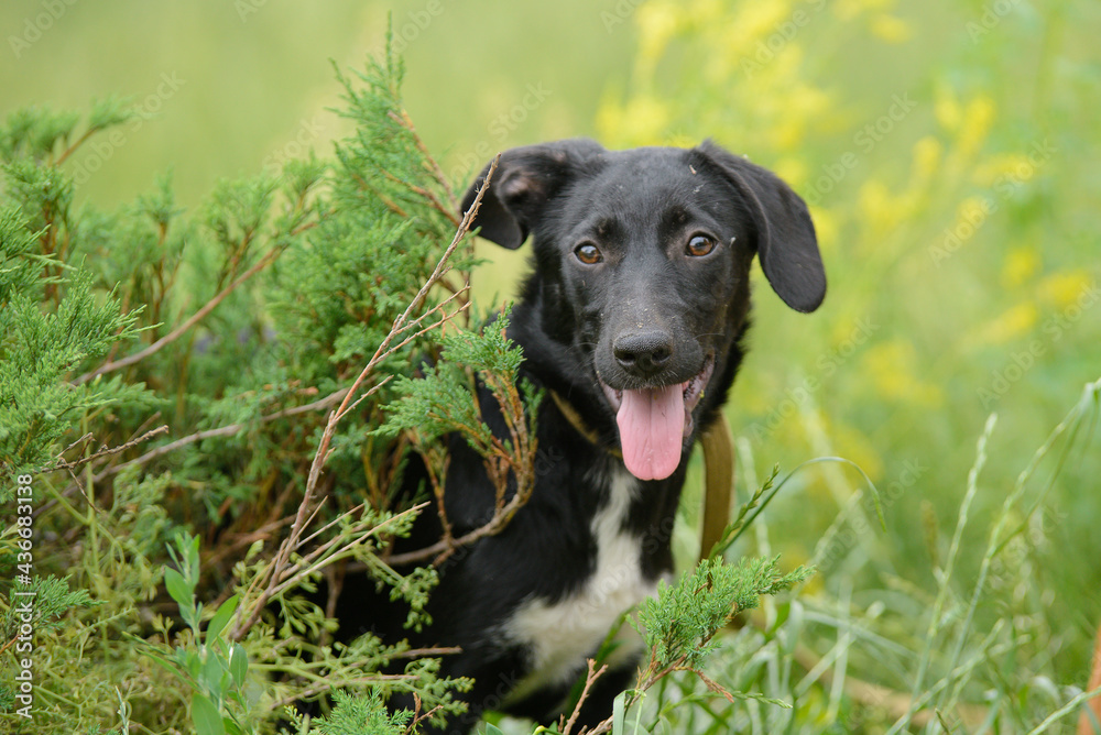 Black mongrel dog puppy sitting in the ephedra bush Black mongrel dog puppy sitting in the ephedra bush