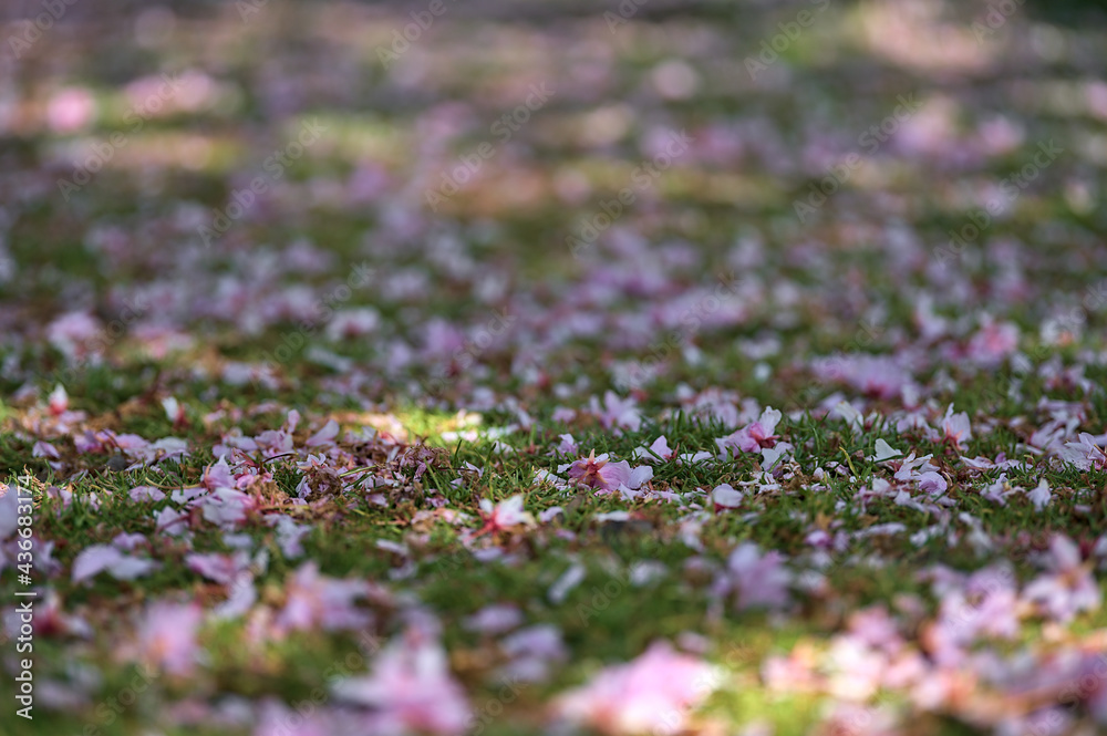 Beautiful closeup blurry view of delicate spring pink cherry (Prunus Shogetsu Oku Miyako) fallen blossoms on grass lawn Herbert Park, Dublin, Ireland. Soft and selective focus Beautiful closeup blurry view of delicate spring pink cherry (Prunus Shogetsu Oku Miyako) fallen blossoms on grass lawn Herbert Park, Dublin, Ireland. Soft and selective focus