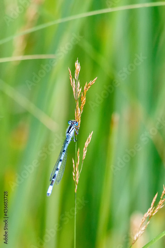 Grass straw with a sitting Common Blue damselfly