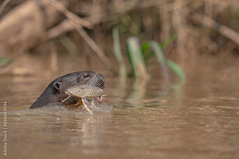 Obraz premium The giant otter or giant river otter (Pteronura brasiliensis) 