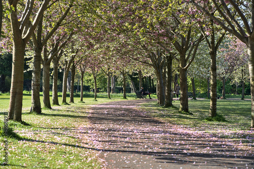 Beautiful spring view of blooming pink cherry (Prunus Shogetsu Oku Miyako) trees almost empty alley and path during COVID-19 lockdown, in Herbert Park, Dublin, Ireland. Soft and selective focus
