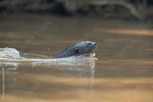 The giant otter or giant river otter (Pteronura brasiliensis)  © Johannes Jensås