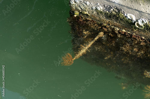 spirograph underwater in green harbor waters photo