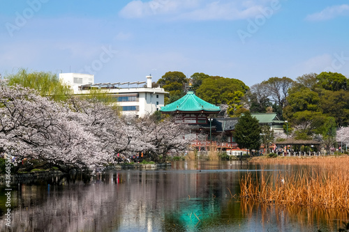 東京都台東区 春の上野公園 不忍池と桜