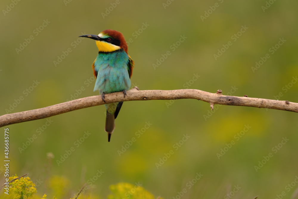 Obraz premium Colorful bee-eater on tree branch, against of yellow flowers background
