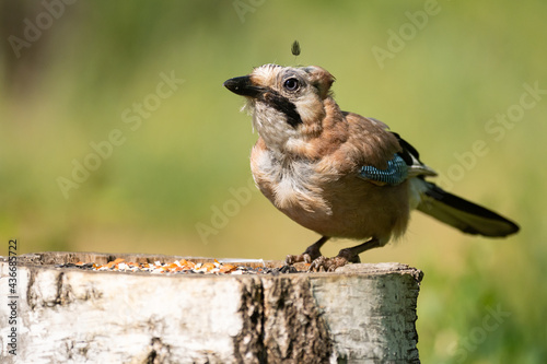 Eurasian jay Garrulus glandarius sitting on the feeder