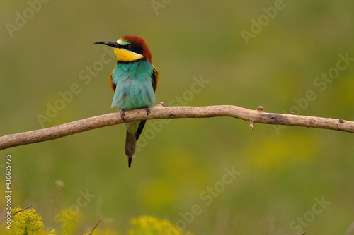 Colorful bee-eater on tree branch, against of yellow flowers background © Creaturart