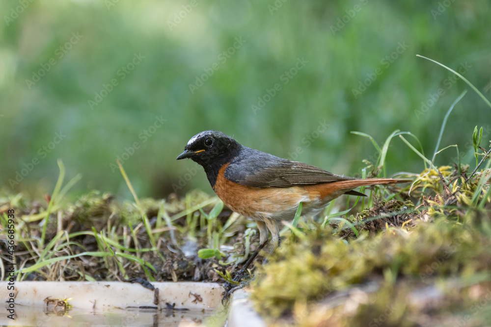 Common Redstart Phoenicurus phoenicurus is a songbird Common Redstart Phoenicurus phoenicurus is a songbird