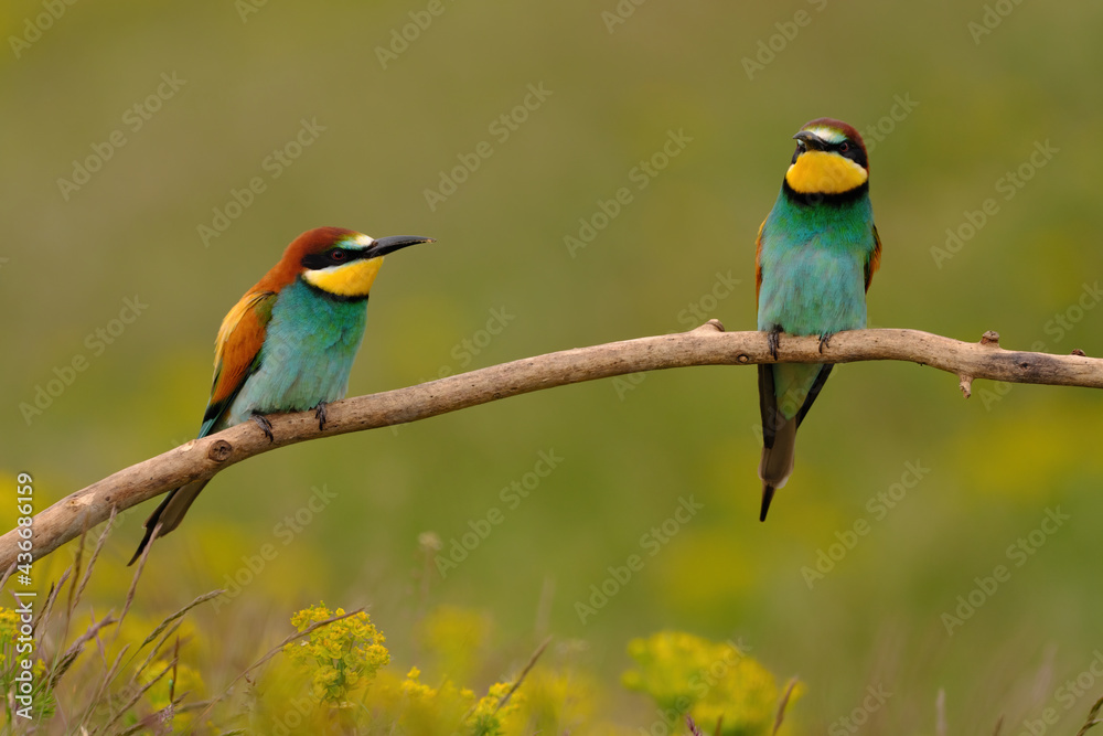 Fototapeta premium Group of colorful bee-eater on tree branch, against of yellow flowers background