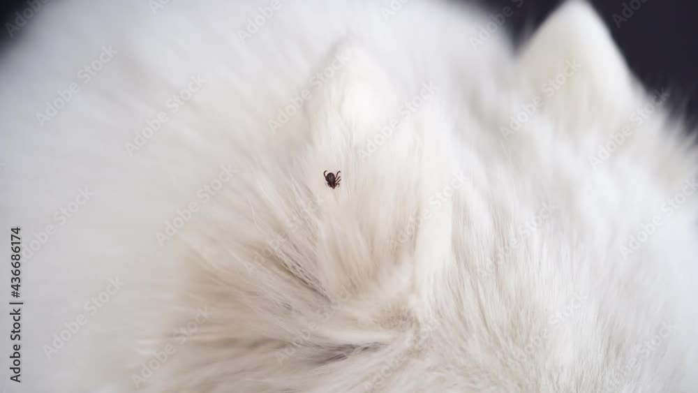 Ticks are dangerous parasites, the problem of dog owners in the warm season. Ticks are dangerous parasites, the problem of dog owners in the warm season.