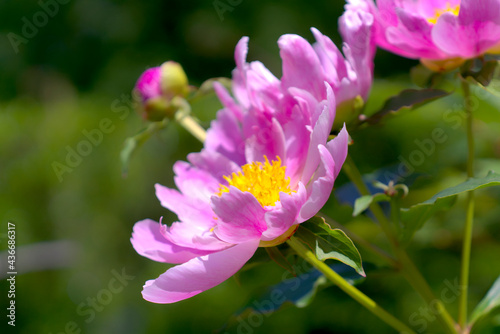 ボタンの花