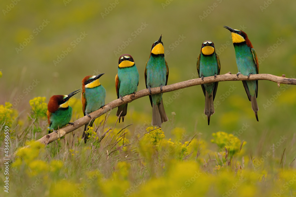 Group of colorful bee-eater on tree branch, against of yellow flowers background Group of colorful bee-eater on tree branch, against of yellow flowers background