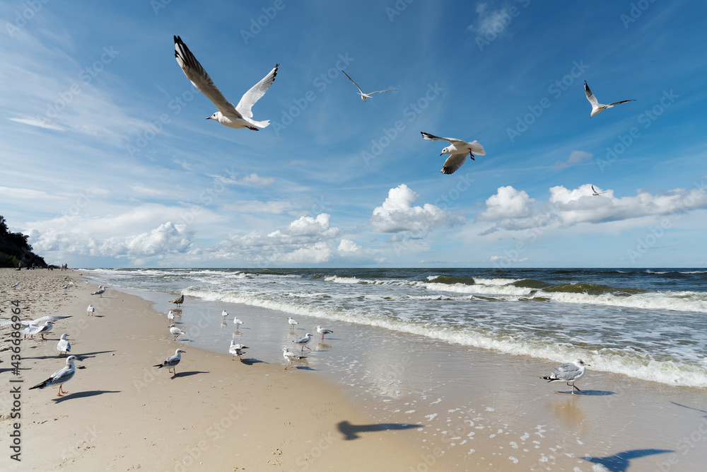 Fototapeta premium Seagulls are flying against the beach