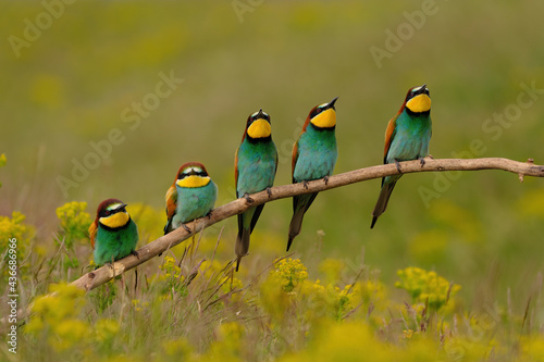 Group of colorful bee-eater on tree branch, against of yellow flowers background