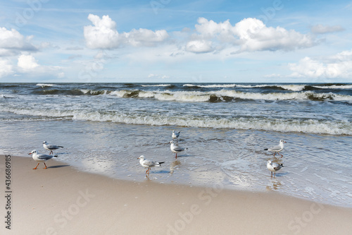 Seagulls on the beach © wajan