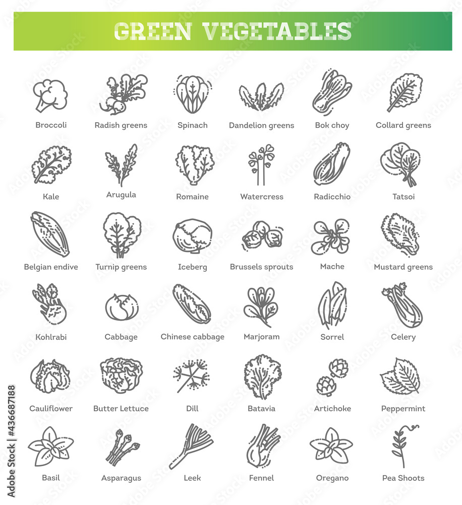 Green salad leaves. Vector vegetarian healthy food leaf set