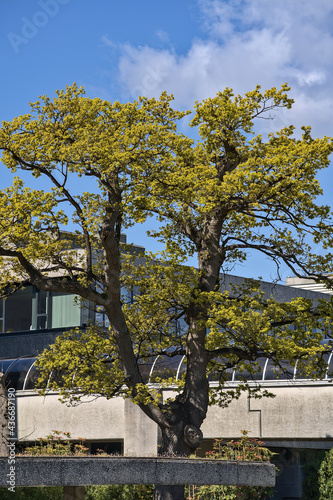 Fototapeta Naklejka Na Ścianę i Meble -  Beautiful spring view of gorgeous large oak (Quercus) tree with green leaves against the blue sky and modern buildings on university campus, Dublin, Ireland. Soft and selective focus