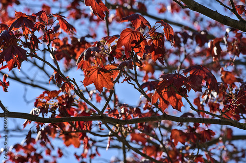 Beautiful dark-red last year autumn leaves of Crimson King (Acer Platanoides) Norway maple tree against blue sky on university campus, Dublin, Ireland. Red and blue tones