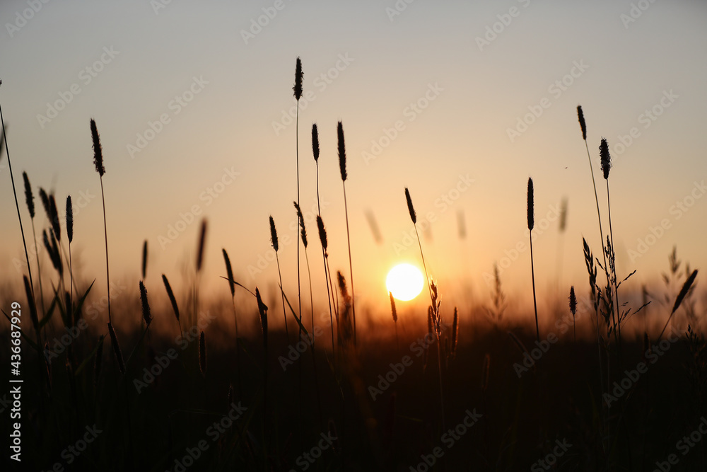 Sonnenuntergang hinter einer Wiese mit Gräsern