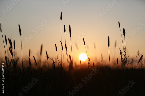 Sonnenuntergang hinter einer Wiese mit Gräsern