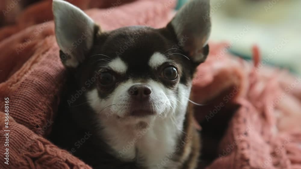 Chihuahua dog are resting at home. Funny and lazy