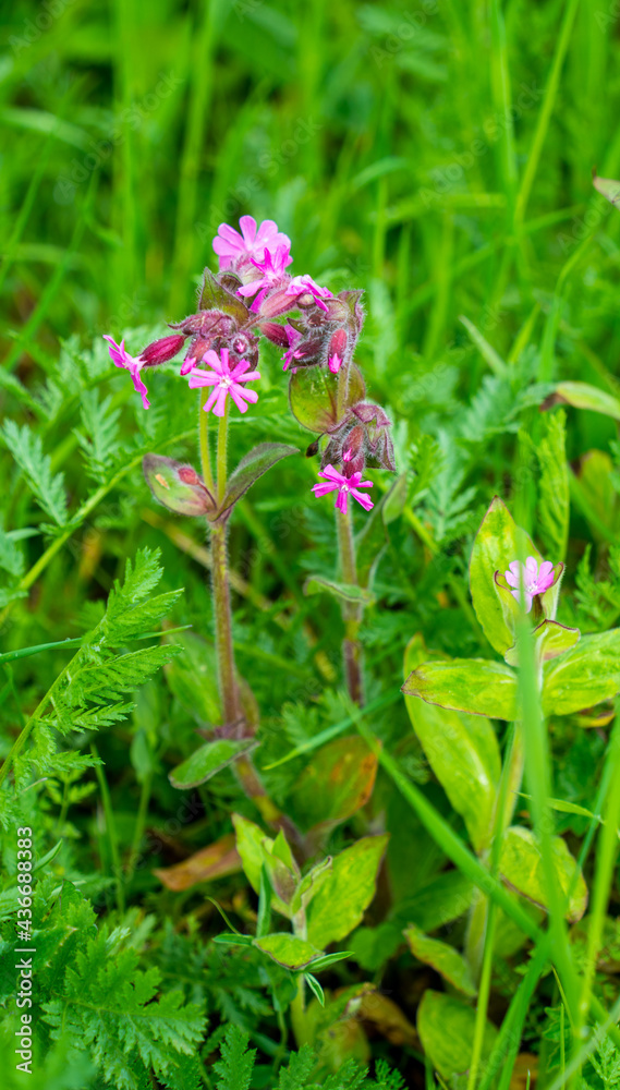 Close up of Red Campion or Catchfly (Silene dioica)
