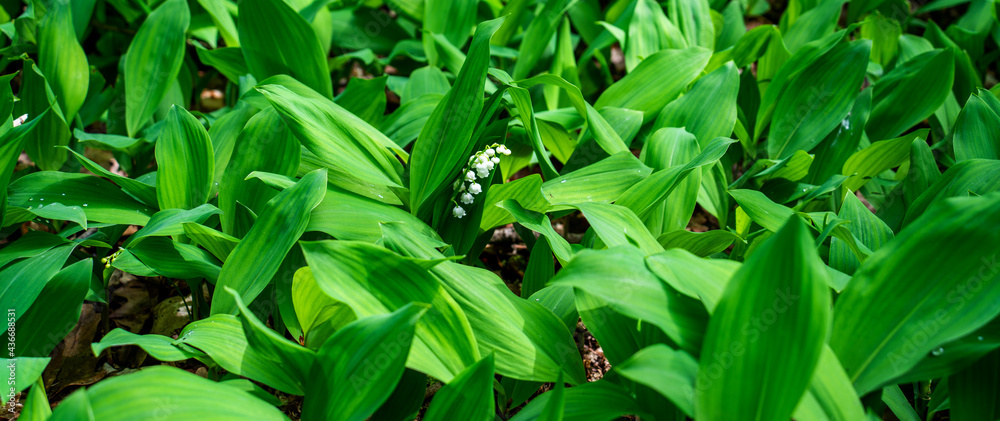 Close up of lily of the valley (Convallaria majalis)
Close up of lily of the valley (Convallaria majalis)