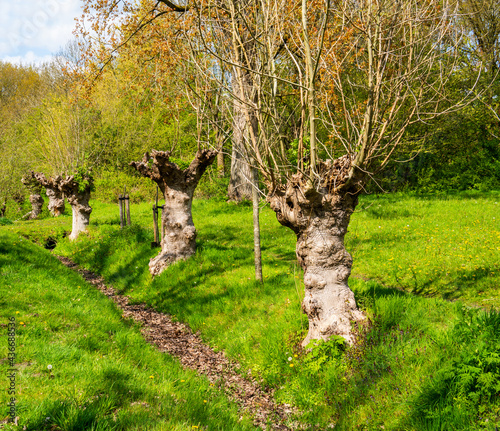 Konstfotografi Group of pollarded European ash trees (Fraxinus excelsior)