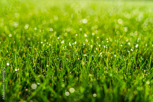 Very beautiful green saturated lawn in spring after watering in drops of water
