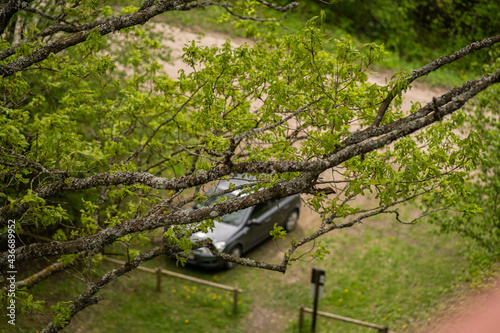 The car is bitten through trees, the car is blurred, from above