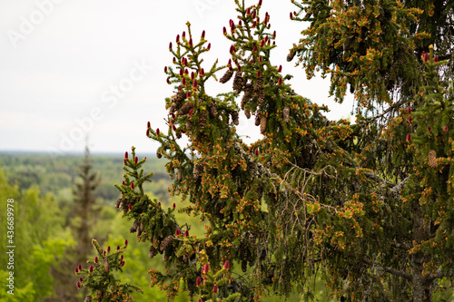 Young red cones for a large spruce, top of the spruce, in height