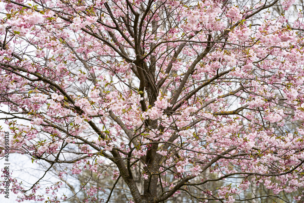 Sakura pink flowers, in spring, flowering tree Sakura pink flowers, in spring, flowering tree