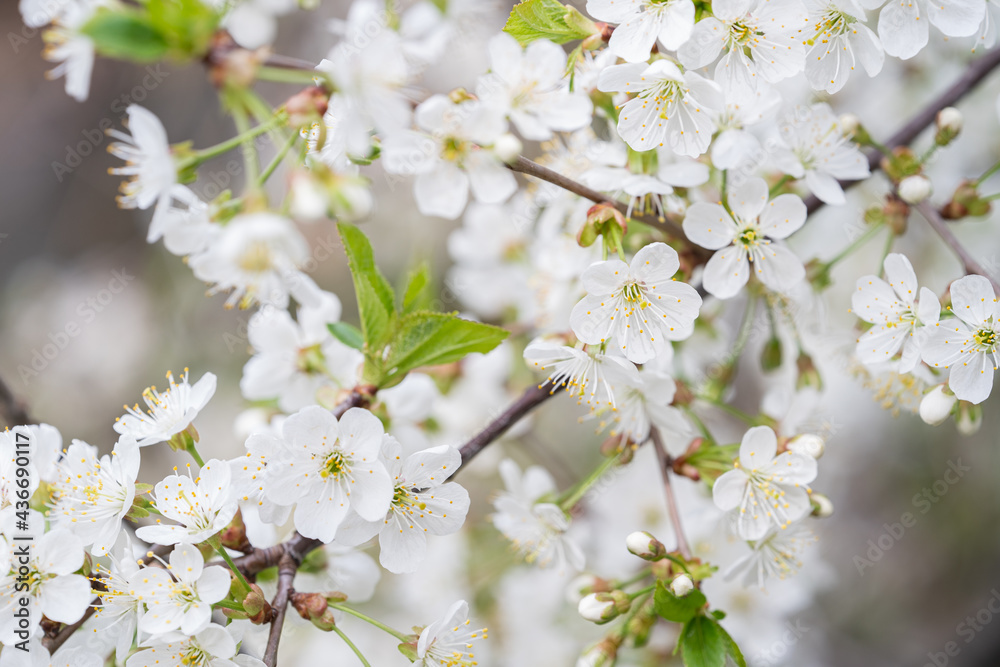 Fototapeta premium White flowers, in spring, flowering tree