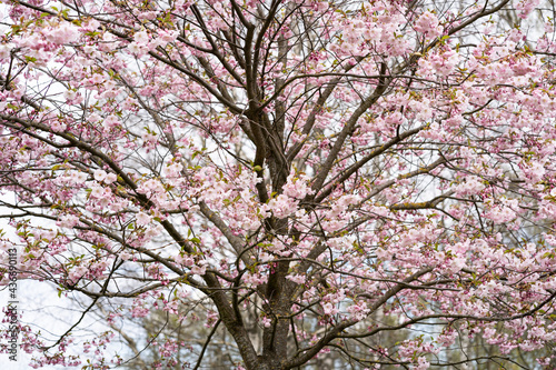 Sakura pink flowers, in spring, flowering tree