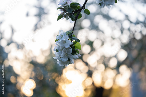 White flowers, in spring, flowering tree