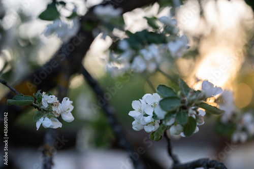 White apple flowers, in spring, flowering tree