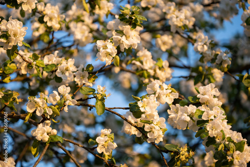 White apple flowers, in spring, flowering tree
