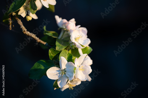White apple flowers, in spring, flowering tree