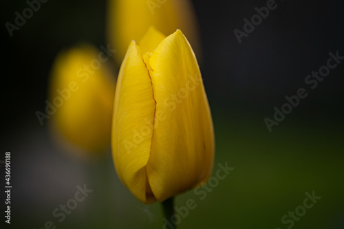 Yellow tulip in the garden, other tulips in the background