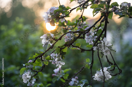 White apple flowers, in spring, flowering tree